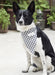 Burda style sewing pattern 5702 Pet Accessories from Jaycotts Sewing Supplies