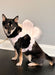 Simplicity Sewing Pattern 9875 Dog Harness with Wings by Carla Reiss Design from Jaycotts Sewing Supplies