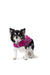 Burda Sewing Pattern 6049 Dog Coat from Jaycotts Sewing Supplies